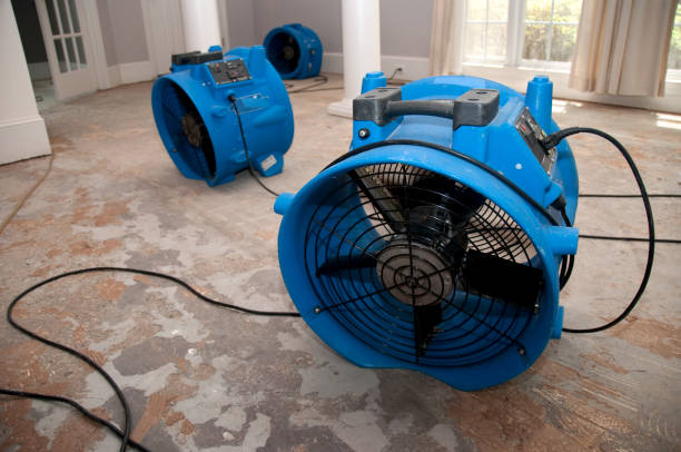Best Local water damage restoration  in Afton, MN
